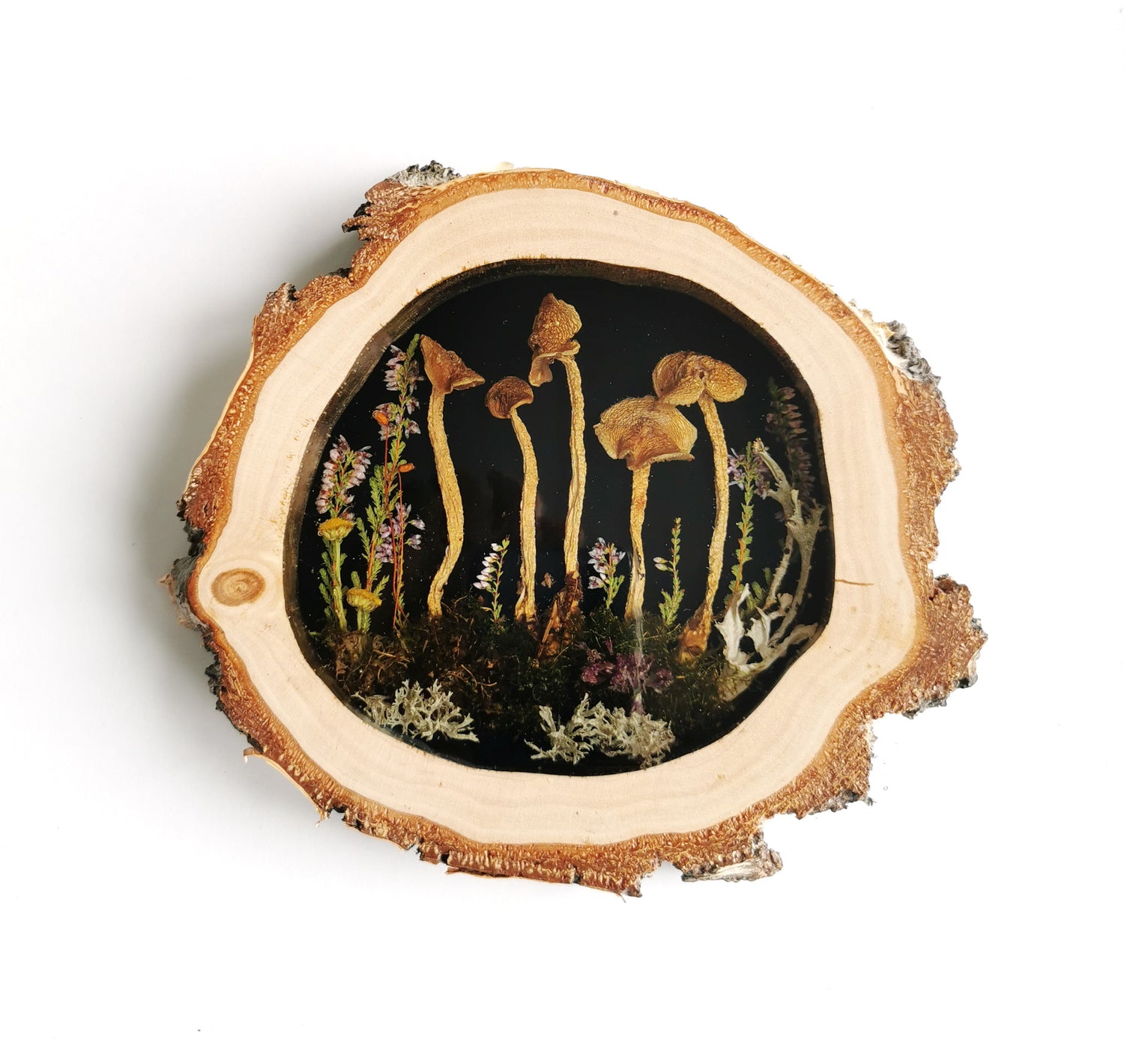 Mushrooms frame