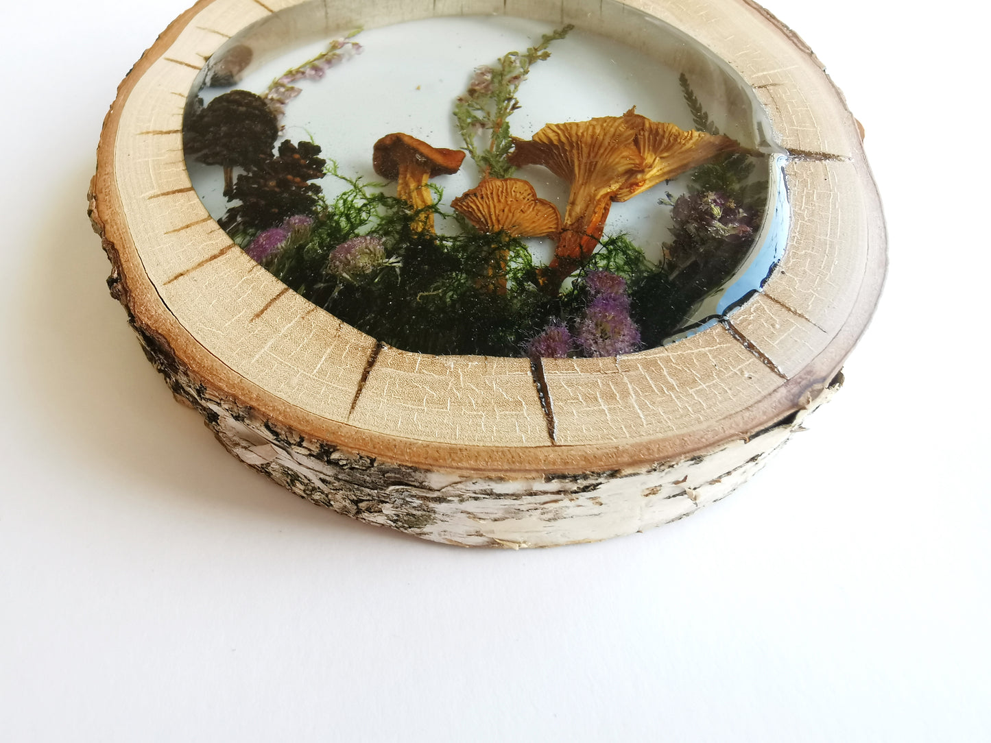 Dried mushroom in resin wooden frame