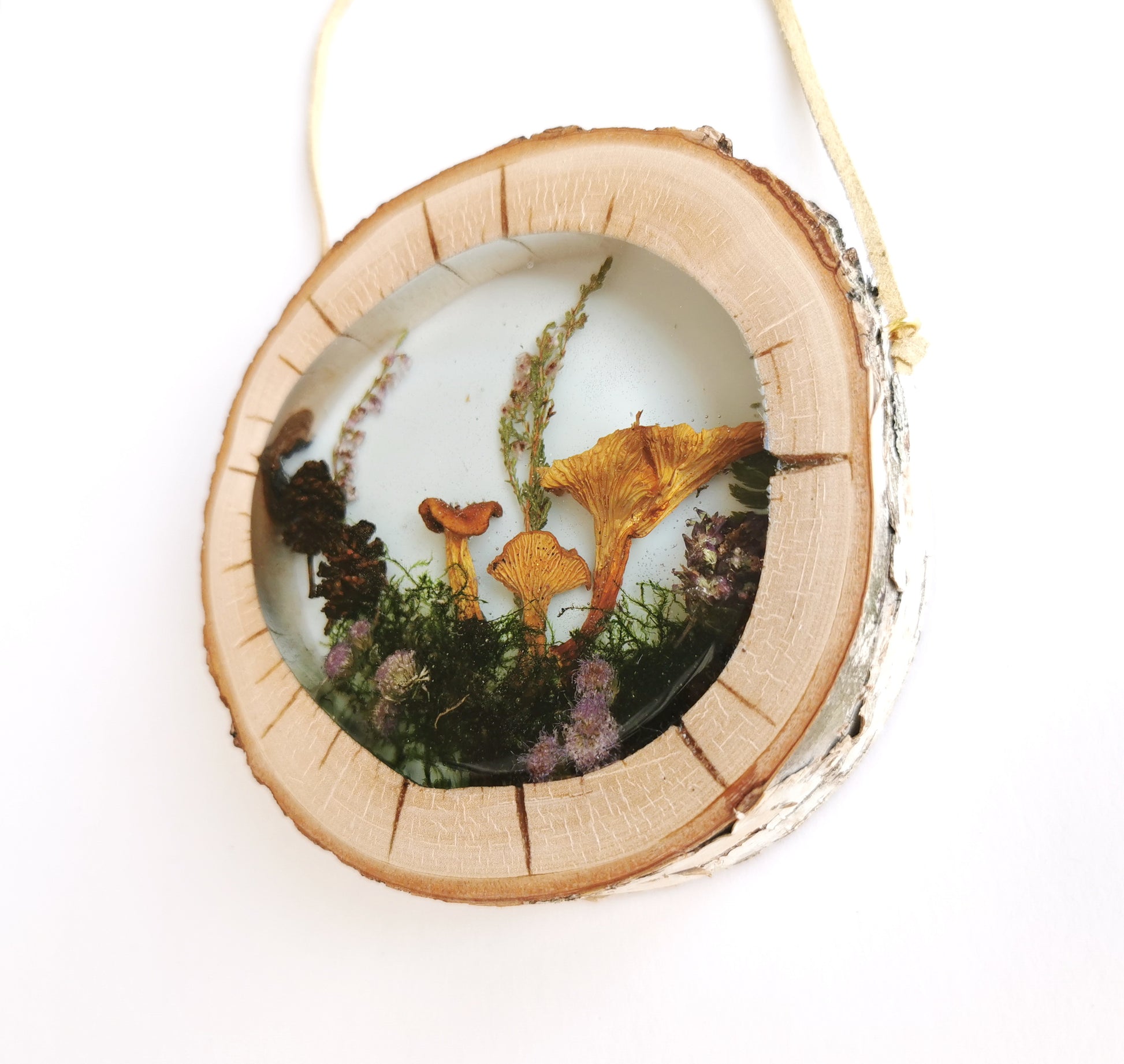 Dried mushroom in resin wooden frame